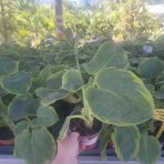 Funkia (Hosta) ‘Frances Williams’  – kont. C1,5L